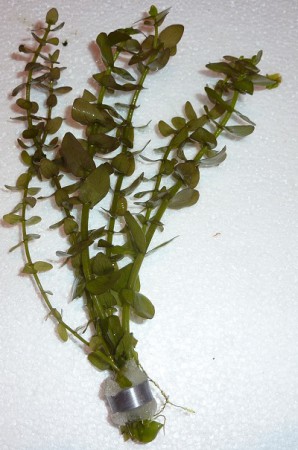 Bacopa caroliniana - 3.90€